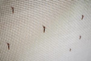 Guida facile per installare una zanzariera fai-da-te
